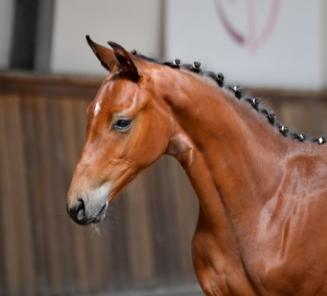 The BWP Online Foal Auction: buy your future champion! The BWP Online Foal Auction: buy your future champion!