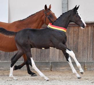 Bijna 40.000 euro voor veilingtopper BWP Online Foal Auction Bijna 40.000 euro voor veilingtopper BWP Online Foal Auction