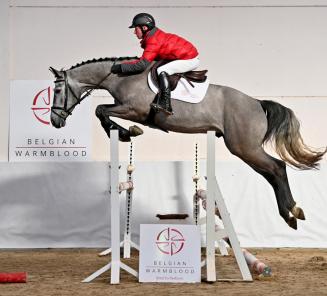 Collection BWP Young Horses Auction Collection BWP Young Horses Auction