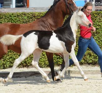 Belgische ponyfokkerij BRP in de schijnwerpers Belgische ponyfokkerij BRP in de schijnwerpers