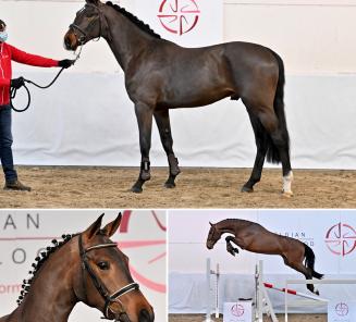 Top BWP showjumping and dressage blood at the “BWP Young Horses Auction”