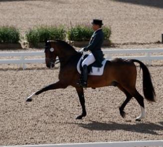 Dressage: Diavolo II de Laubry remporte de vifs succès en Espagne Dressage: Diavolo II de Laubry remporte de vifs succès en Espagne