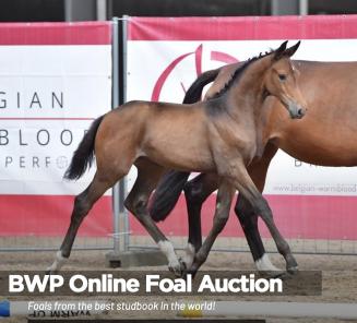BWP Online Foal Auction Catalogue BWP Online Foal Auction Catalogue