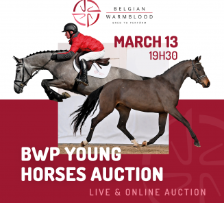 Clickez ici pour le livestream BWP Young Horses Auction