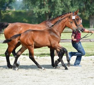 BWP auctions about 70 foals during 2 sales moments