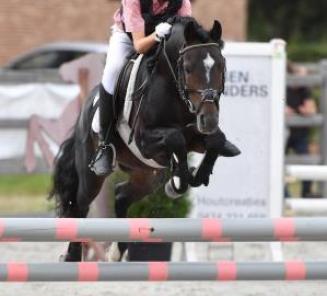 Inschrijvingen Bestgaande Rijpony Antwerpen & Limburg open Inschrijvingen Bestgaande Rijpony Antwerpen & Limburg open