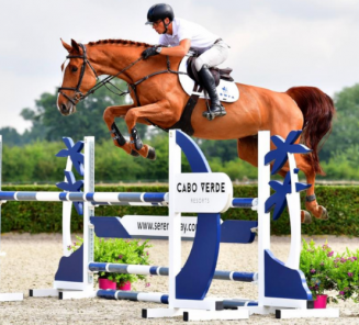 6-jarige BWP-merrie Oliva Odeveld topper op veiling BWFA 6-jarige BWP-merrie Oliva Odeveld topper op veiling BWFA