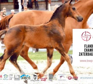 Zaterdag 19 juin 2021: Flanders Foal Championship -> LIVESTREAM op CLIPMYHORSE !!!! Zaterdag 19 juin 2021: Flanders Foal Championship -> LIVESTREAM op CLIPMYHORSE !!!!