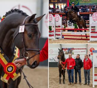 Pegase van t Ruytershof gagne le deuxième BWP Young Stallion Award! Pegase van t Ruytershof gagne le deuxième BWP Young Stallion Award!