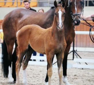 Ruiters geloven in BWP-dressuurpaarden Ruiters geloven in BWP-dressuurpaarden