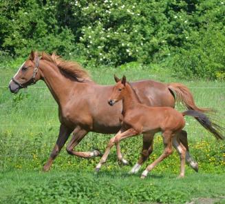 BWP evidences a spectacular growth in the number of foals BWP evidences a spectacular growth in the number of foals
