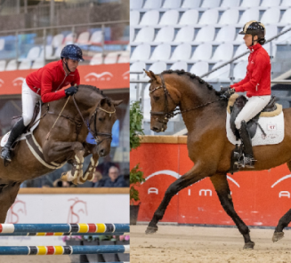 These stallions will participate in the third phase of the BWP stallion selection