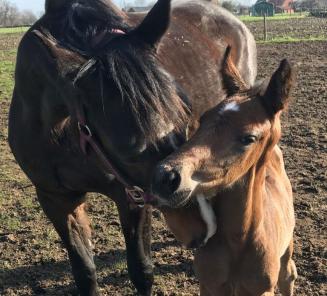 Ideas foal names 2019 Ideas foal names 2019