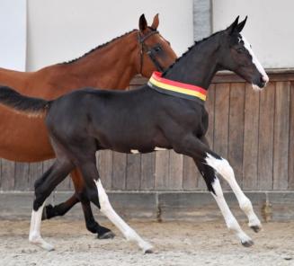 Le BWP Online Foal Auction: la collection est en ligne!