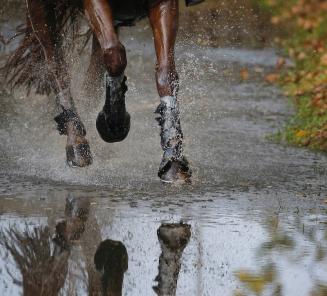 SmartPak Stallion of the Year title for Belgian Warmblood M Crème De La Crème SE 