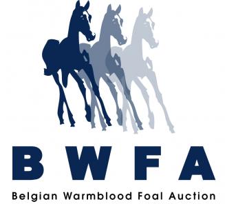 Belgian Warmblood Foal (BWFA) Auction, 5th August Belgian Warmblood Foal (BWFA) Auction, 5th August