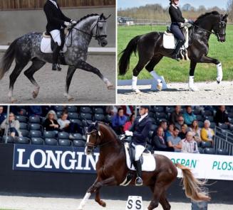 BWP-goedgekeurde dressuurhengsten Panthero vd Vogelzang, Flynn & Quanto Curo vh Bloemenhof presteren uitstekend! BWP-goedgekeurde dressuurhengsten Panthero vd Vogelzang, Flynn & Quanto Curo vh Bloemenhof presteren uitstekend!
