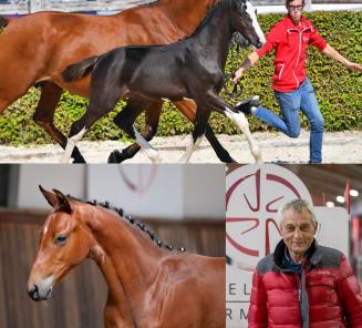 Boudewijn Schepers over de eerste BWP Elite Foal Auction op 5 juli Boudewijn Schepers over de eerste BWP Elite Foal Auction op 5 juli