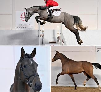 Rocco van ’t Koningsbos l'as de la vente aux enchères le BWP Young Horses Auction Rocco van ’t Koningsbos l'as de la vente aux enchères le BWP Young Horses Auction