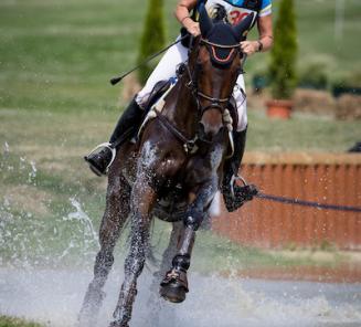 EK Eventing: 4 Belgische ruiters geselecteerd met BWP-paard EK Eventing: 4 Belgische ruiters geselecteerd met BWP-paard