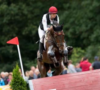Auction stallions: related to Fletcha van t Verahof, Funky Music and the BWP lines 10 and 83 Auction stallions: related to Fletcha van t Verahof, Funky Music and the BWP lines 10 and 83