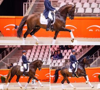 Deze hengsten showen zich tijdens het BWP DressuurGala Deze hengsten showen zich tijdens het BWP DressuurGala