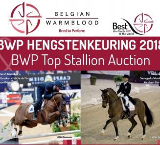 Registrations for the BWP Stallion Selection are breaking all records Registrations for the BWP Stallion Selection are breaking all records