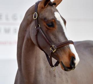 BWP Young Horses Auction: les dernières heures BWP Young Horses Auction: les dernières heures