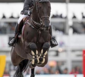 Gesves: Belgisch Kampioenschap voor Jonge Paarden Gesves: Belgisch Kampioenschap voor Jonge Paarden
