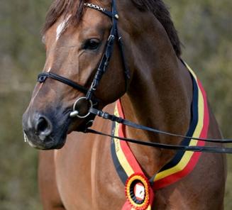 16 septembre: journée dinformation pour les étalons de dressage âgés de 2 et de 3 ans 16 septembre: journée dinformation pour les étalons de dressage âgés de 2 et de 3 ans