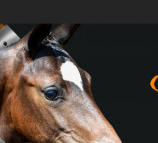 Oakbarn Online Dressage Auction biedt Belgische fokkers een ruime markt Oakbarn Online Dressage Auction biedt Belgische fokkers een ruime markt