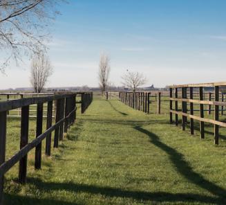 Groen licht voor paardenstallen in agrarisch gebied Groen licht voor paardenstallen in agrarisch gebied