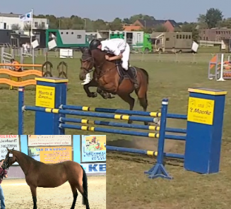 In de kijker: BWP-elitemerrie Oryanta v/d Holvenhoeve In de kijker: BWP-elitemerrie Oryanta v/d Holvenhoeve