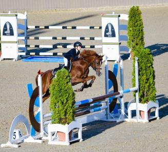 BRp-goedgekeurde hengst Quint vd Groenheuvel kampioen van Hongarije! BRp-goedgekeurde hengst Quint vd Groenheuvel kampioen van Hongarije!