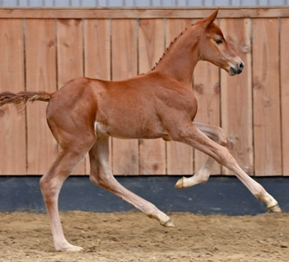 BWP-veulen Valeur de Regor met 100.000 euro veilingtopper Horsedeals.Auction BWP-veulen Valeur de Regor met 100.000 euro veilingtopper Horsedeals.Auction