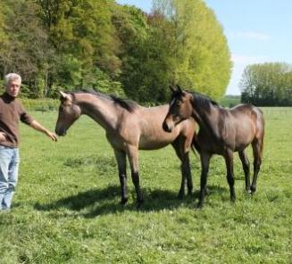 L'étalon BWP Armison (Orson D) Hauptprämiensieger à Oldenburg