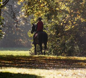 Paarden in tijden van Corona een update Paarden in tijden van Corona een update