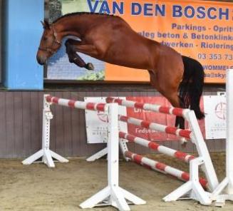 Laatste dagen inschrijven Fokkerijdag! Laatste dagen inschrijven Fokkerijdag!